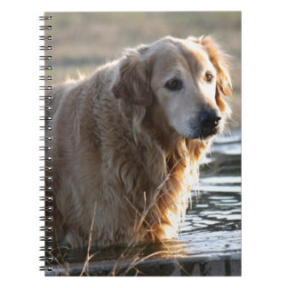 Guld- Retriever i vatten Anteckningsbok