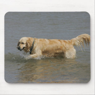 Guld- Retriever i vatten Musmatta