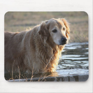Guld- Retriever i vatten Musmatta