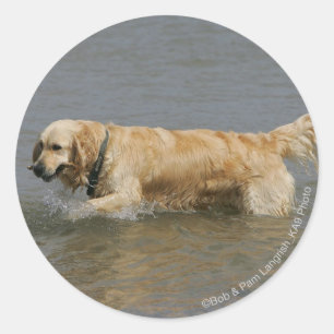 Guld- Retriever i vatten Runt Klistermärke
