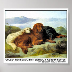 Guld- Retriever, irländsk Setter & Gordon Setter Poster
