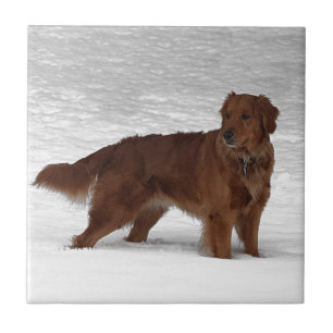 Guld- Retriever Kakelplatta