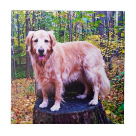 Guld- Retriever Kakelplatta