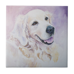 Guld- retriever kakelplatta