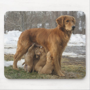Guld- Retriever Maia och valper Mousepad Musmatta