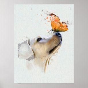Guld- Retriever med en fjäril på dess näsa Poster