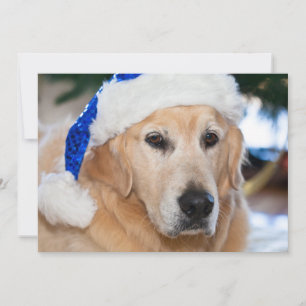 Guld- Retriever med santas hatt i jul Julkort