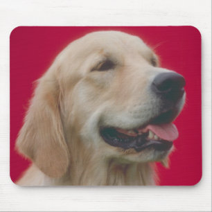 Guld- Retriever Musmatta