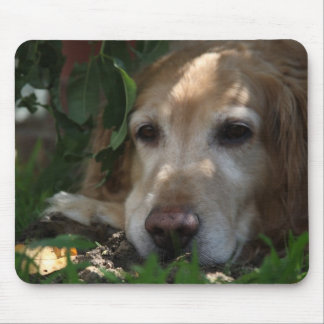 Guld- Retriever Musmatta