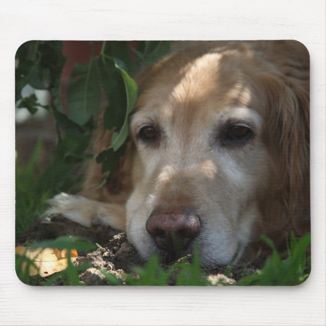 Guld- Retriever Musmatta (Framsidan)