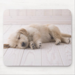 Guld- Retriever Musmatta