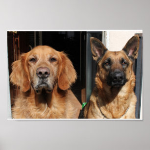 Guld- Retriever och tysk herde Poster