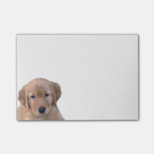 Guld- Retriever Posta-Honom anteckningsbok Post-it Block