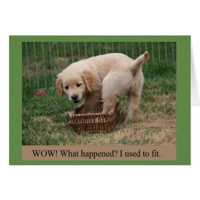 Guld Retriever Puppy GroUp Funny Card Hälsningskort (Framsidan Horizontal)