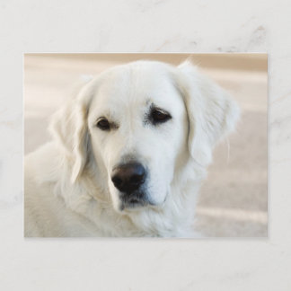 Guld- Retriever Vykort