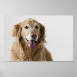Guld- Retrieveraffisch Poster