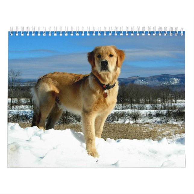 Guld- Retrieverälskarekalender Kalender (Omslag)