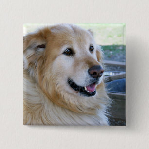 Guld- Retrieverfoto Knapp