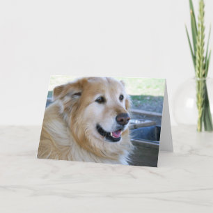 Guld- Retrieverfoto Kort