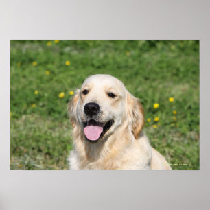 Guld- RetrieverHeadshot 1 Poster