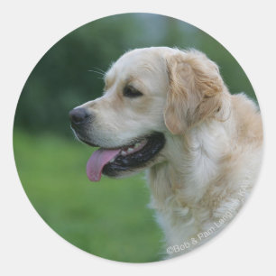 Guld- RetrieverHeadshot 2 2 Runt Klistermärke