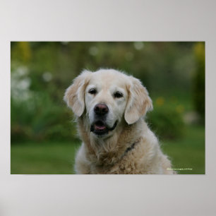 Guld- RetrieverHeadshot 2 Poster