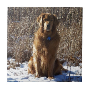 Guld- Retrieverhund Kakelplatta
