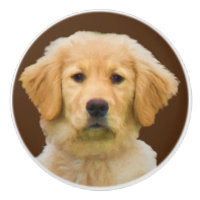 Guld- Retrieverhund