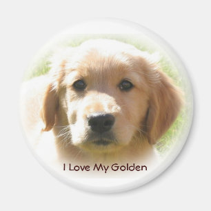 Guld- Retrieverkärlek Magnet