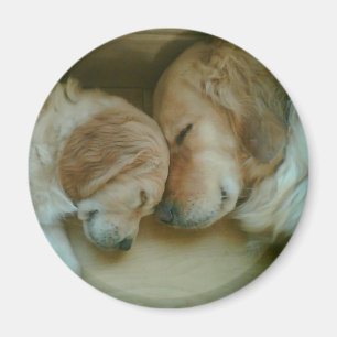 Guld- Retrieverkylmagnet Magnet