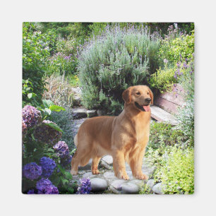 Guld- Retrievermagnet Magnet