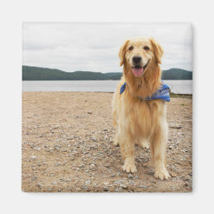 Guld- Retrievermagnet Magnet