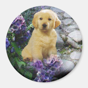 Guld- Retrievermagnetvanlig hortensia Magnet