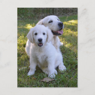 Guld- Retrievermamma och valp Vykort