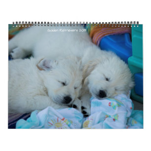 Guld- Retrievers 2019 Kalender