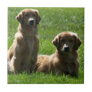 Guld- Retrievers Kakelplatta