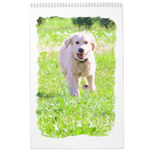 Guld- retrievers kalender