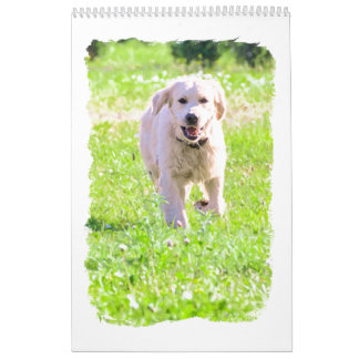 Guld- retrievers kalender