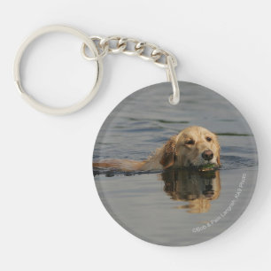 Guld- Retrieversimning
