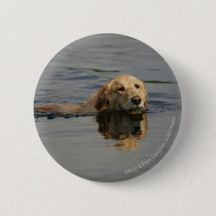 Guld- Retrieversimning Knapp