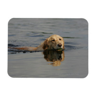 Guld- Retrieversimning Magnet