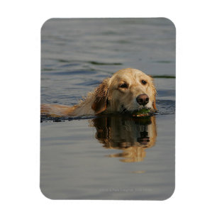 Guld- Retrieversimning Magnet
