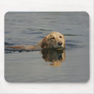 Guld- Retrieversimning Musmatta