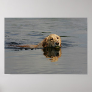 Guld- Retrieversimning Poster