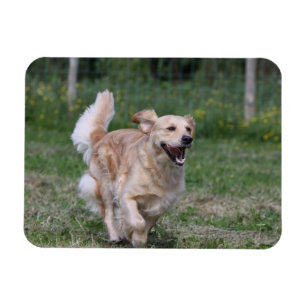 Guld- Retrieverspring 1 Magnet