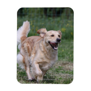 Guld- Retrieverspring 1 Magnet