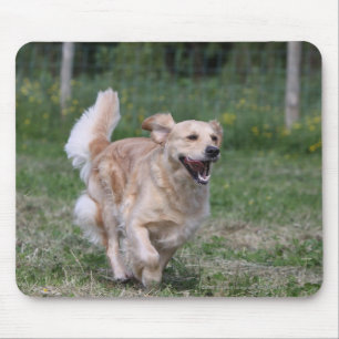 Guld- Retrieverspring 1 Musmatta