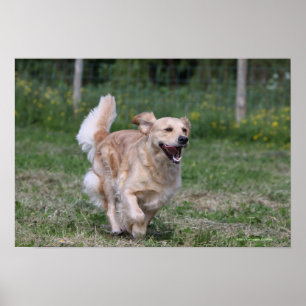 Guld- Retrieverspring 1 Poster
