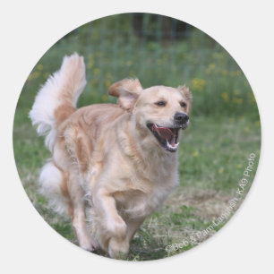 Guld- Retrieverspring 1 Runt Klistermärke