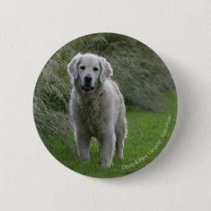 Guld- Retrieverspring 2 Knapp